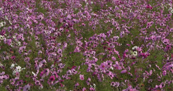 Cosmos bipinnatus commonly called the garden cosmos or Mexican aster. alt