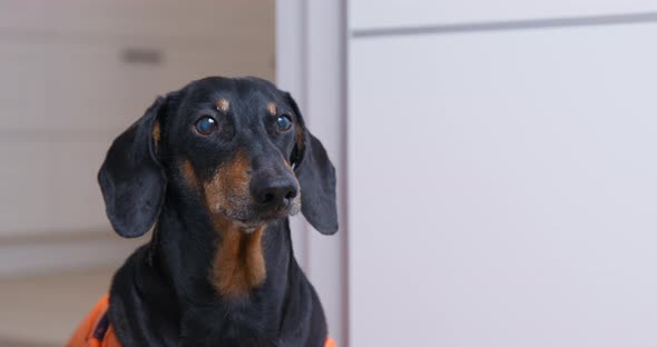 Dressed Dachshund Dog Barks Loud Looking at Owner at Home