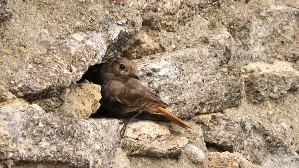Black redstart female near nest alt