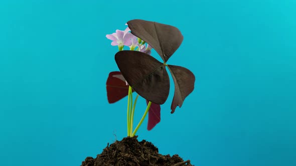 green plant 4K Time-lapse alt