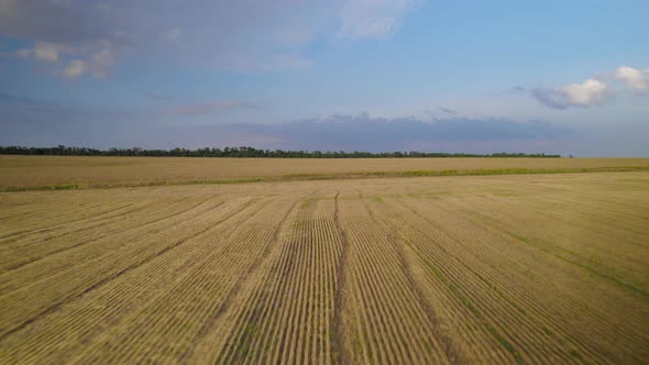 Mowed wheat field, faded rapeseed, blue sky with white clouds.