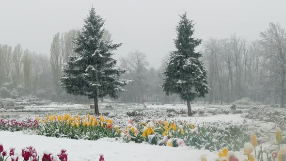 Multicolored Tulips in the Park Are Covered with Snow