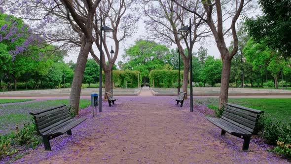 Beautiful Park with Blooming Purple Jacaranda