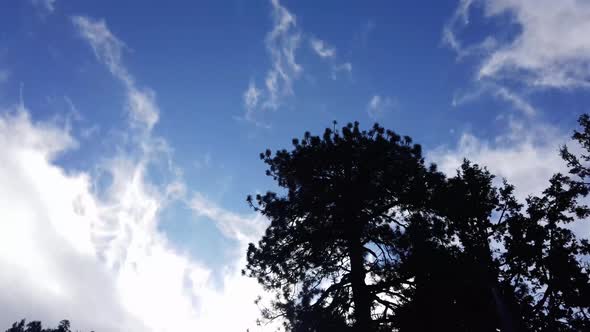Clouds dissipate in the blue sky as large pine trees whiz by. alt