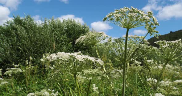 Wild carrots,daucus carota, Lac Chambon, Puy de Dome, Auvergne, France alt