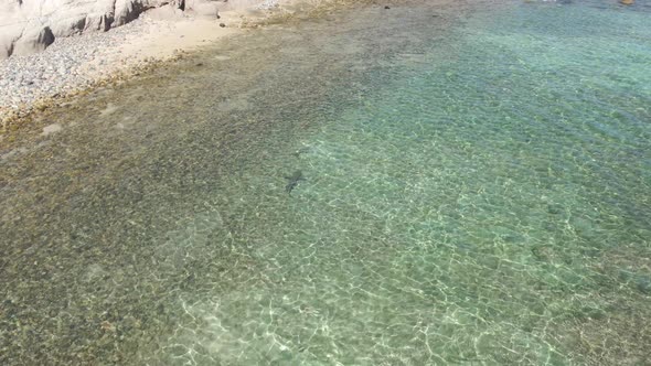 Reef Sharks in Shallow Ocean Water alt