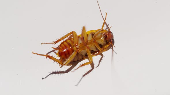 Cockroach Isolated on White Background Cockroaches Lie Dead with Insecticide alt