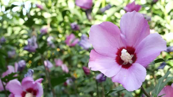 Close-up of beautiful hibiscus syriacus flowers in a park alt