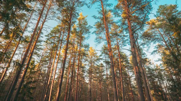 Time Lapse Autumn Forest At Sunset By Grigory Bruev Videohive