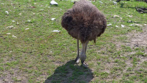 Slow motion shot of wild ostrich pecking grass of pasture in sunlight,close up alt