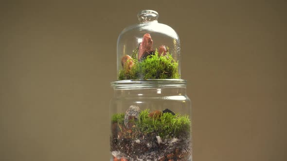 Glass Florarium Vase with Different Type of Plants Inside