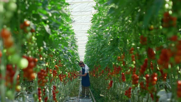 Agri Scientist Checking Quality of Growing Tomatoes Tablet in Bright Warm Farm alt