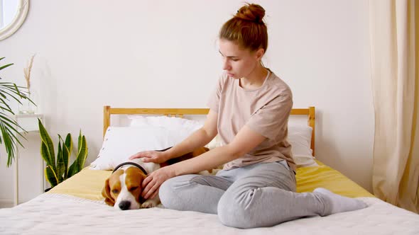 Girl Affectionately Playing with Pet Cute Dog Beagle on the Bed alt