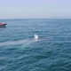 People in a Boat Watch Big Whale Coming Up From Under the Dark Blue Water of the Ocean - VideoHive Item for Sale