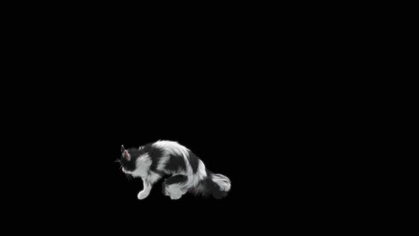 Cat Jumping HD alt