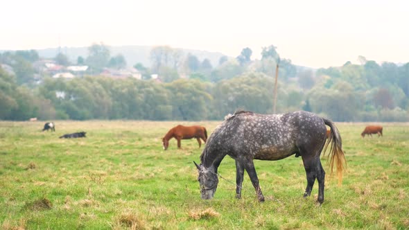 Beautiful gray horse grazing in summer field. Green pasture with feeding farm stallion. alt