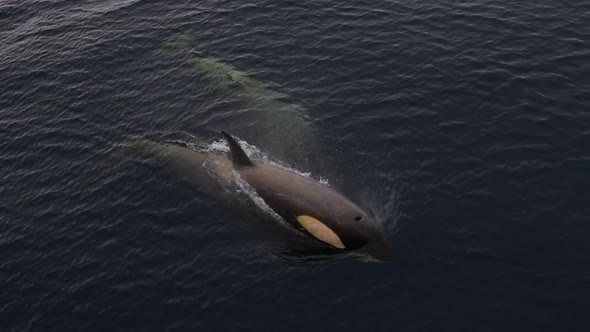 Orca Whale in Antarctica Swimming Close To Ship