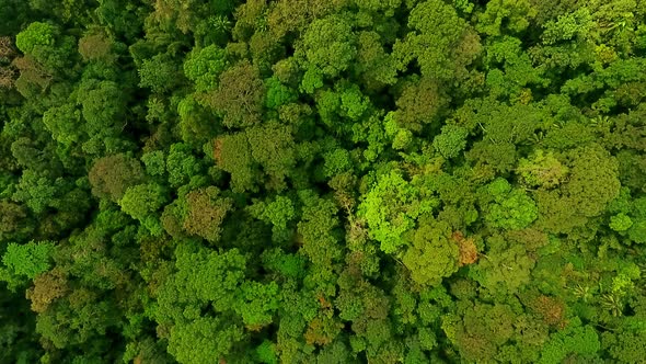 Aerial View of Lush Green Tropical Rain Forest