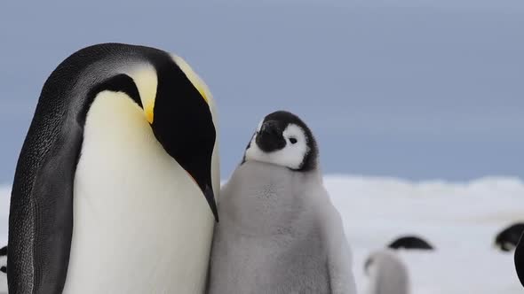 Emperor Penguin with Chick in Antarctica