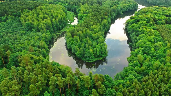 Flying above green forest and river in summer. alt