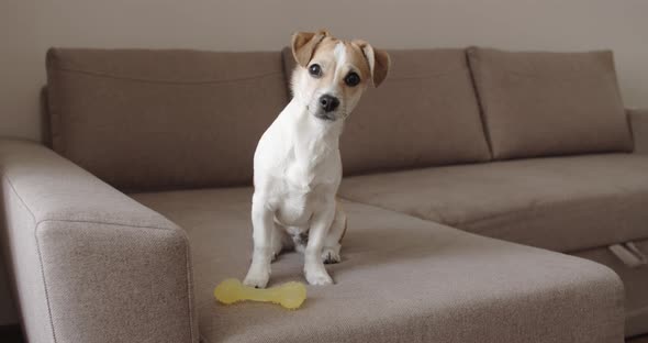 Adorable puppy with a toy on a sofa. Portrait.
