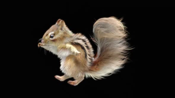 79 Chipmunk Dancing HD alt