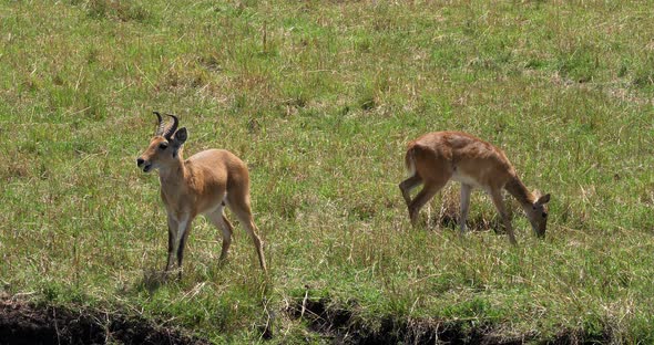 Southern or Common Reedbuck, redunca arundinum, Male and Female, Masai Mara Park in Kenya alt