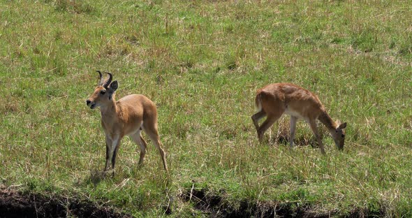 Southern or Common Reedbuck, redunca arundinum, Male and Female, Masai Mara Park in Kenya