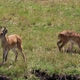 Southern or Common Reedbuck, redunca arundinum, Male and Female, Masai Mara Park in Kenya - VideoHive Item for Sale