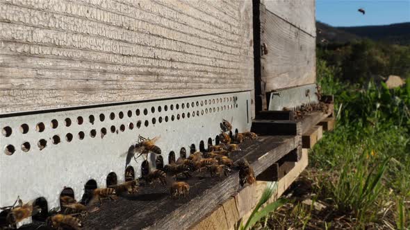 Bees flying around the hive alt