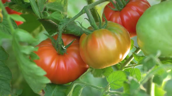 Red Fresh Ripe Tomato with Green Color Leaf in Small Farm Garden