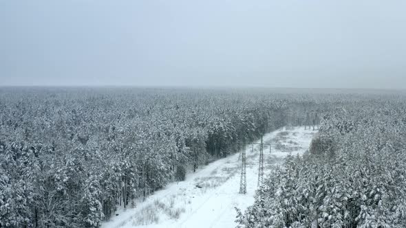 Charming Pine Woods and Road with Electric Towers