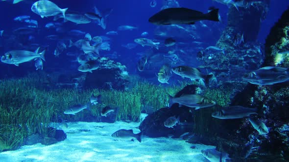 A Lot of Ocean Fish Swim in the Rays of the Sun alt