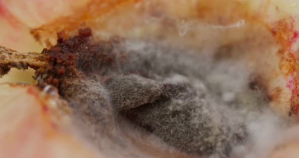 Rotten peaches with mold on seed alt