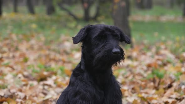 Black Giant Schnauzer Poses for the Camera on a Blurred Background of an Autumn Park alt