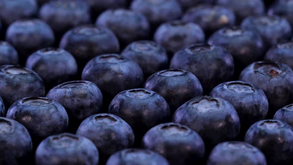 Blueberries rotating on a black background. Close up view of fresh bio blueberries