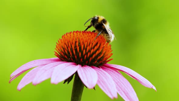 A bee sits on an echinacea flower and washes. Pollination of a flower close-up.