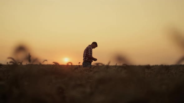 Silhouette Agribusiness Owner Inspecting Golden Wheat Harvest at Sunset Field alt