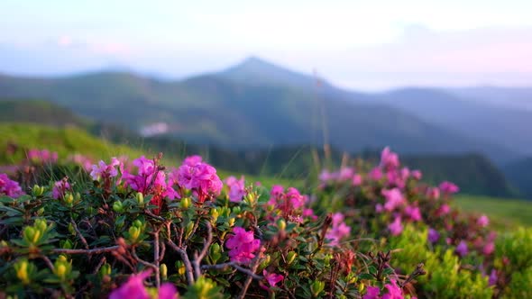 Pink Rhododendron Flowers in Mountains