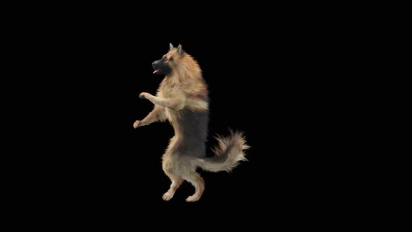 Dog Dance HD alt