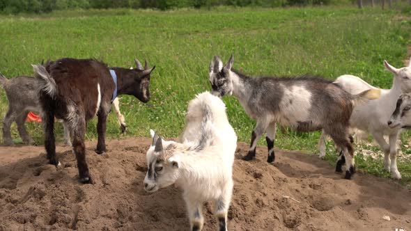 Domestic Goats Grazing on Sand and Green Pasture