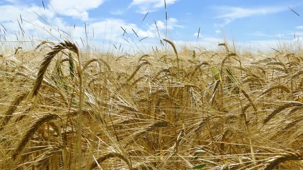 Panning Across Wheat Field