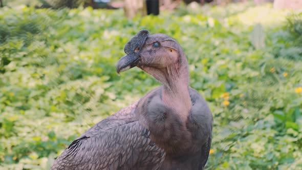 Andean Condor of Gray Color alt