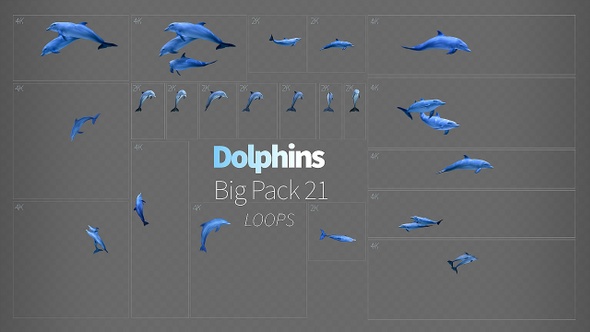 Dolphins 21, Motion Graphics | VideoHive