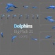 Dolphins 21 - VideoHive Item for Sale