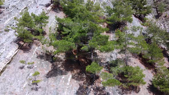 Pine trees grow on the rock