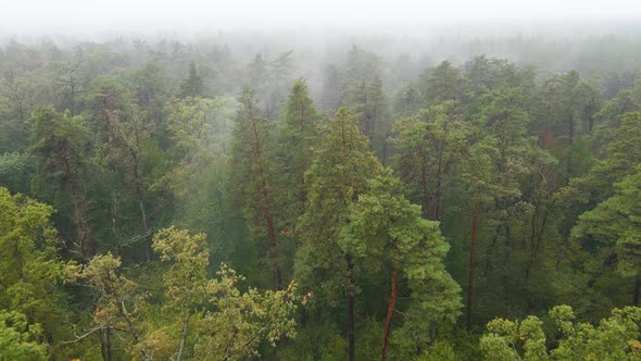 Forest in Fog in Rainy Autumn Weather. Ukraine. Aerial View, Slow Motion alt