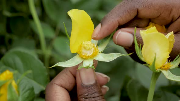 Pollen from a flower's anthers alt