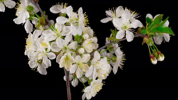 Cherry Blossom. White Flowers Blossoms on the Branches Cherry Tree alt