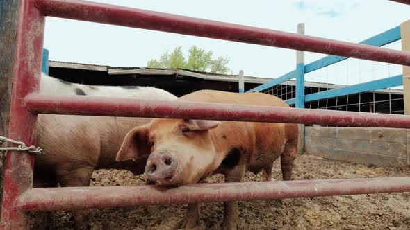 Pig Farm Shot of Many Pigs Near the Fence alt